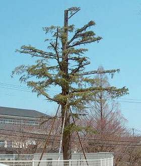 治療前のヒマラヤスギ